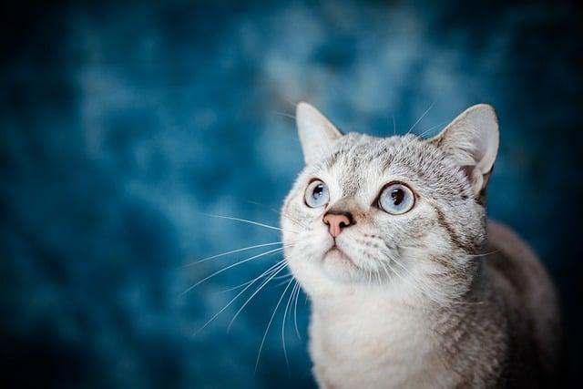 Understanding the World Through a Pets Eyes