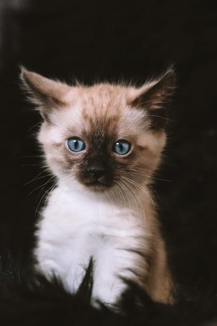 Building a Lasting Relationship with Your Pet
