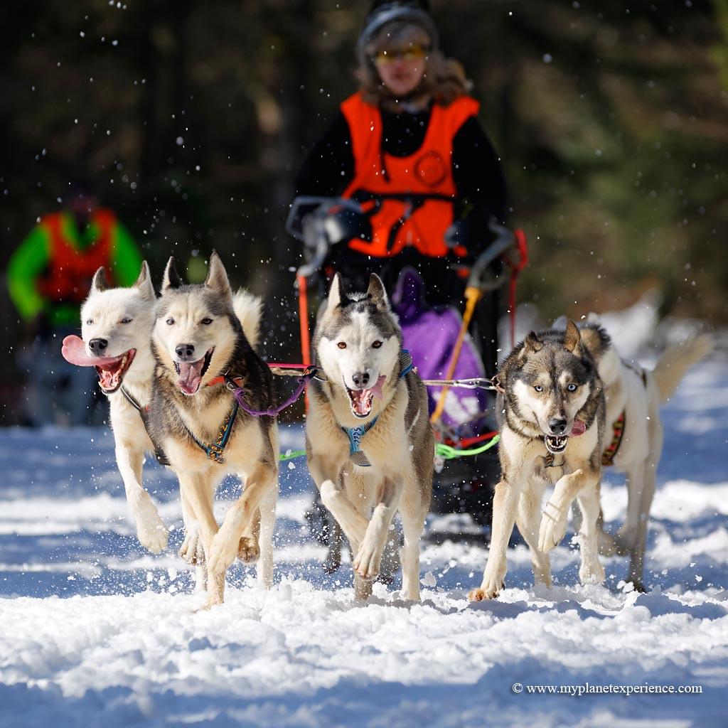 Understanding Canine Psychology: Are Treats Truly Effective?