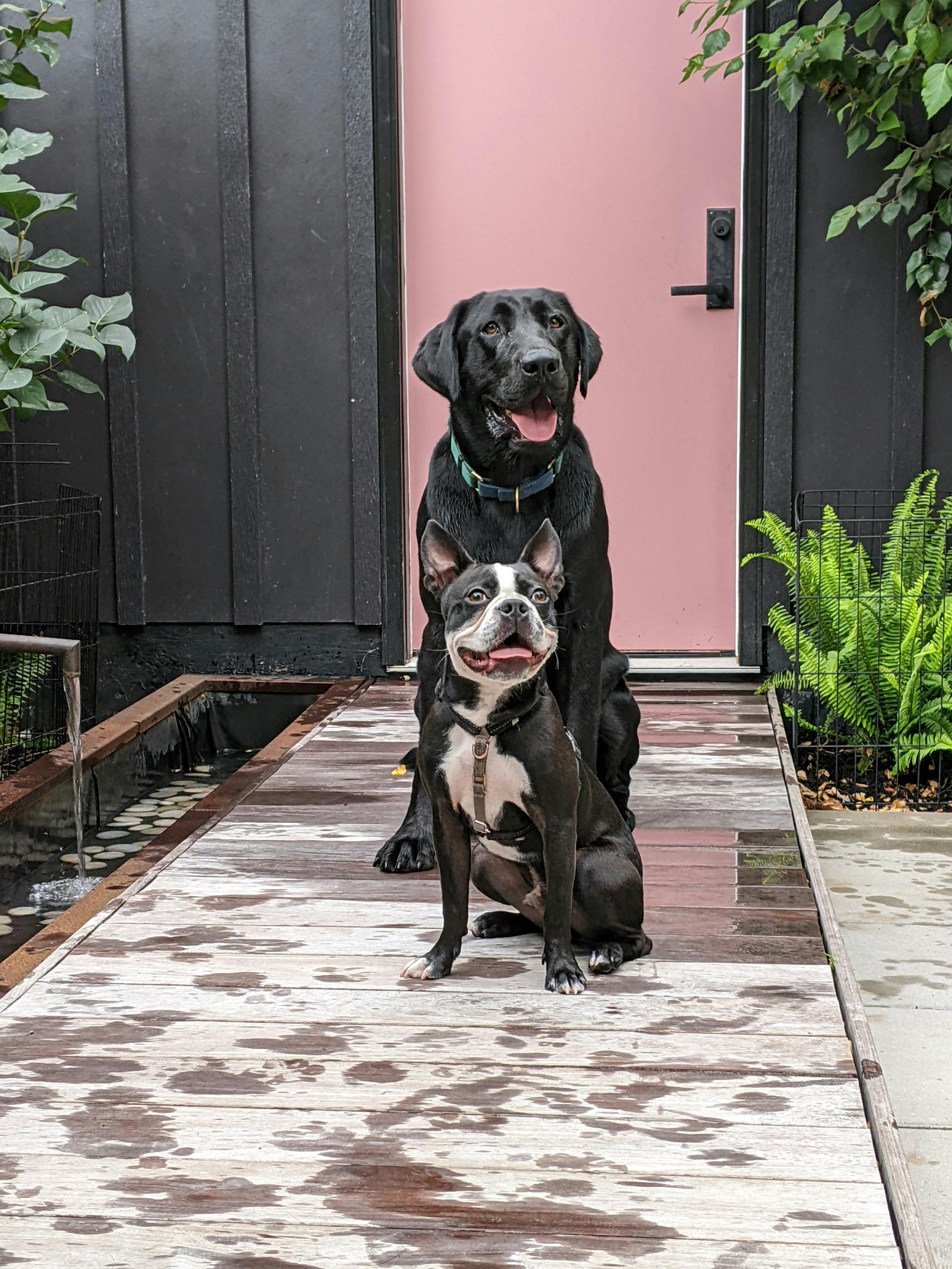 Encouraging Socialization and Exposure to New Environments