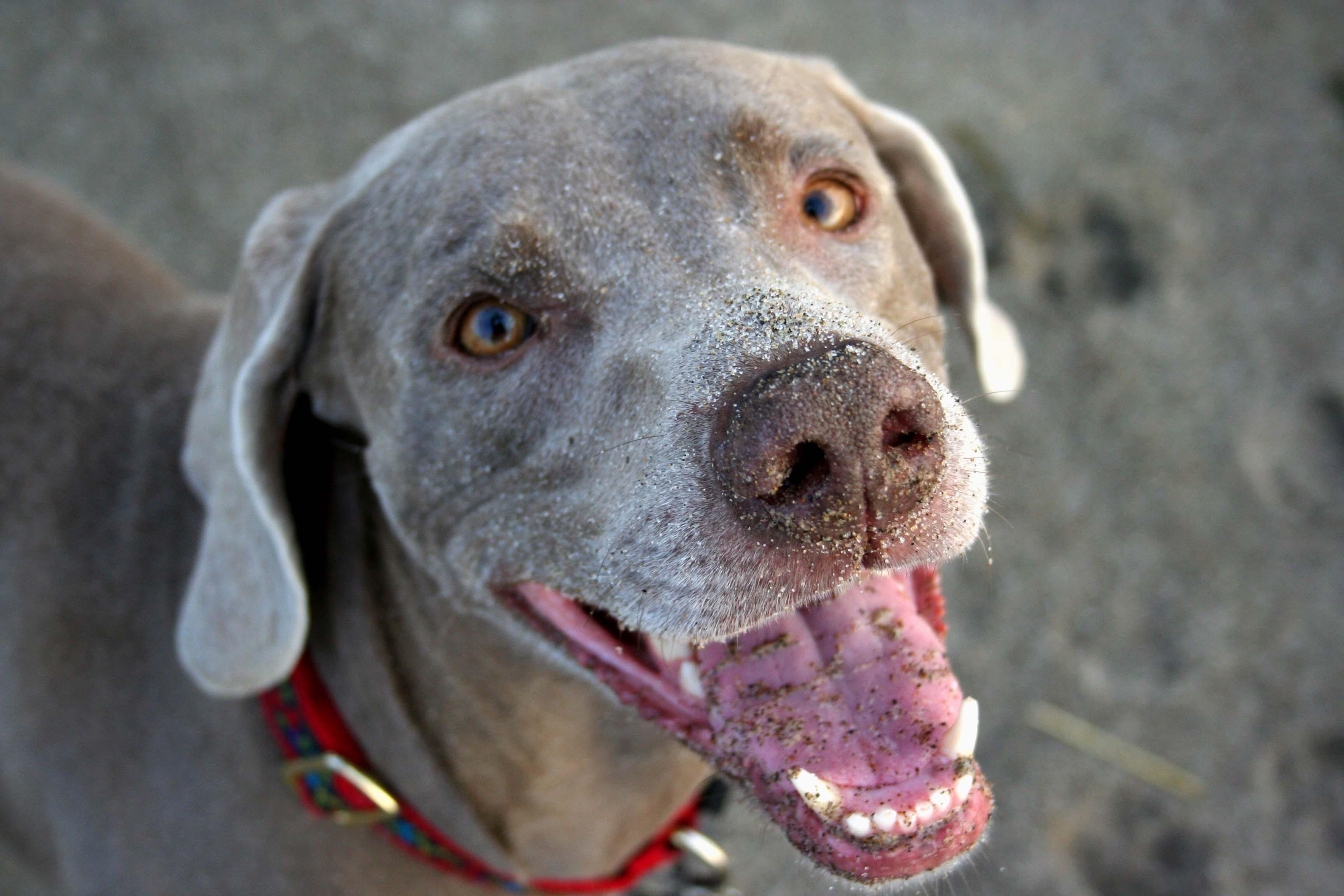 Understanding the Basics of Off-Leash Training in Public Spaces
