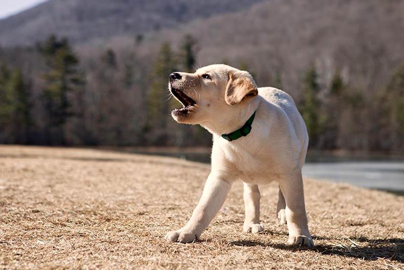 Understanding the Causes of Excessive Barking