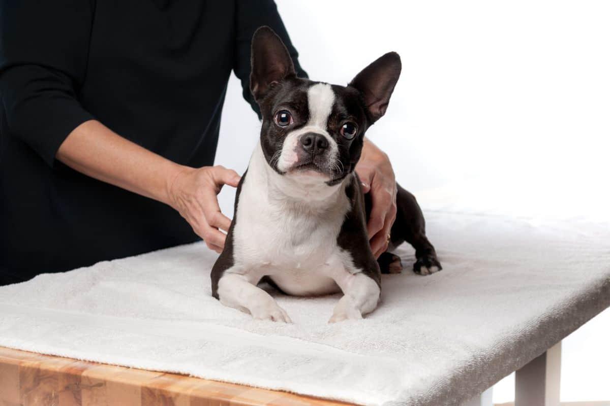 Introducing Relaxation Techniques for​ Dogs