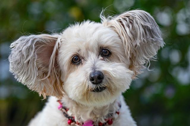 Alternatives to Prong Collars: Effective Training Tools and Techniques