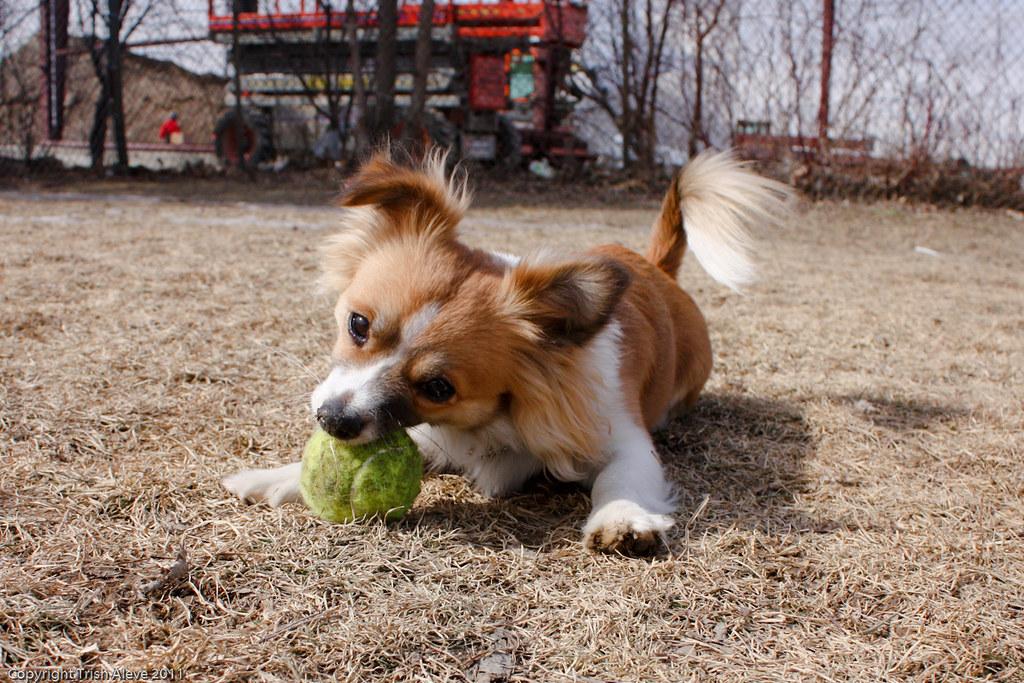 Nurturing Leadership Qualities ⁤in ⁤Your Dog