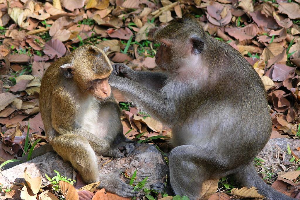 Exploring the Impact of Early Life Trauma on Animal Behavior