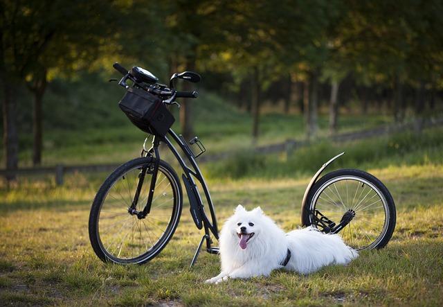 Understanding Canine Attention and Distraction