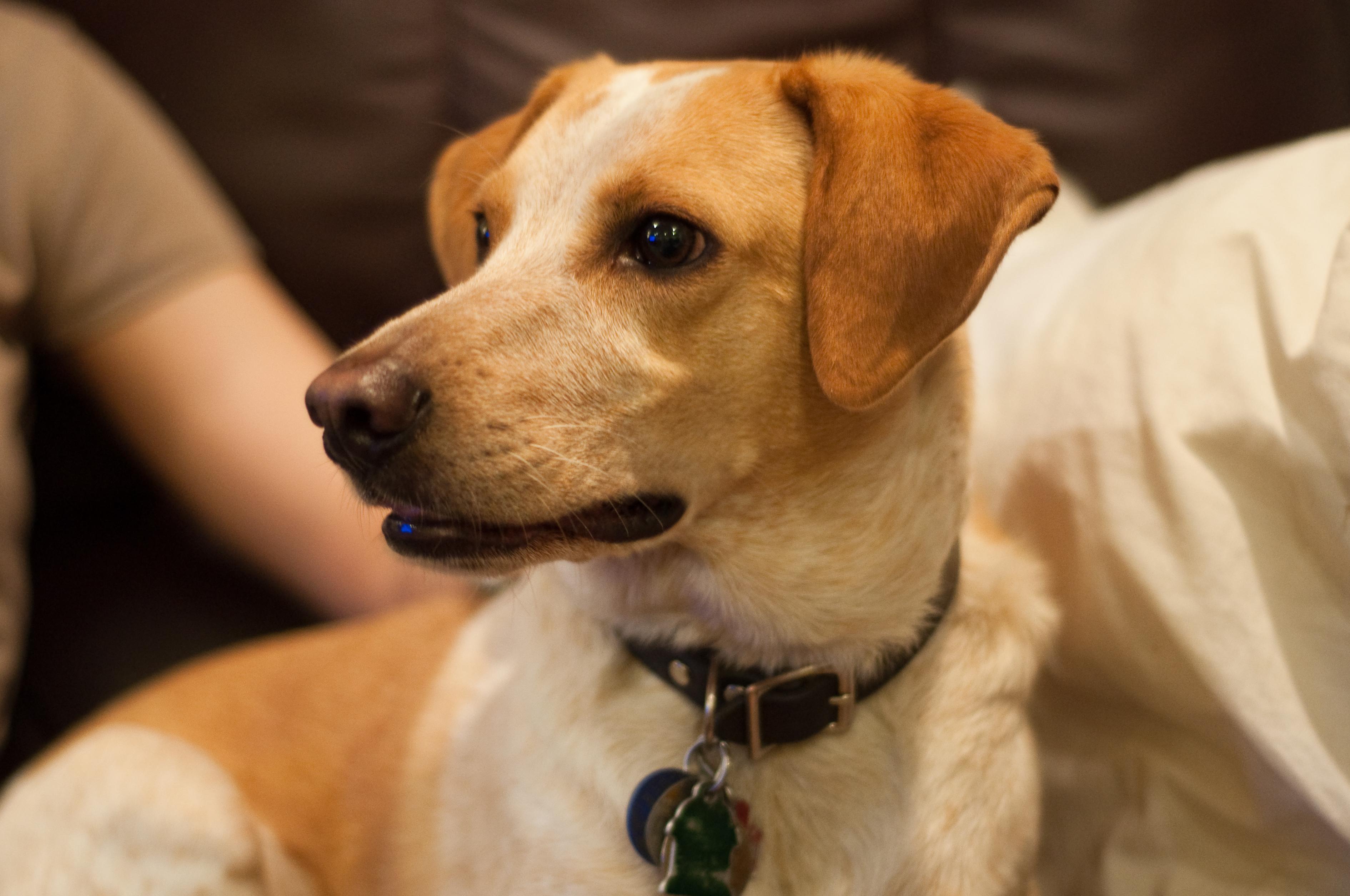 How Anxiety and Stress Contribute to Barking