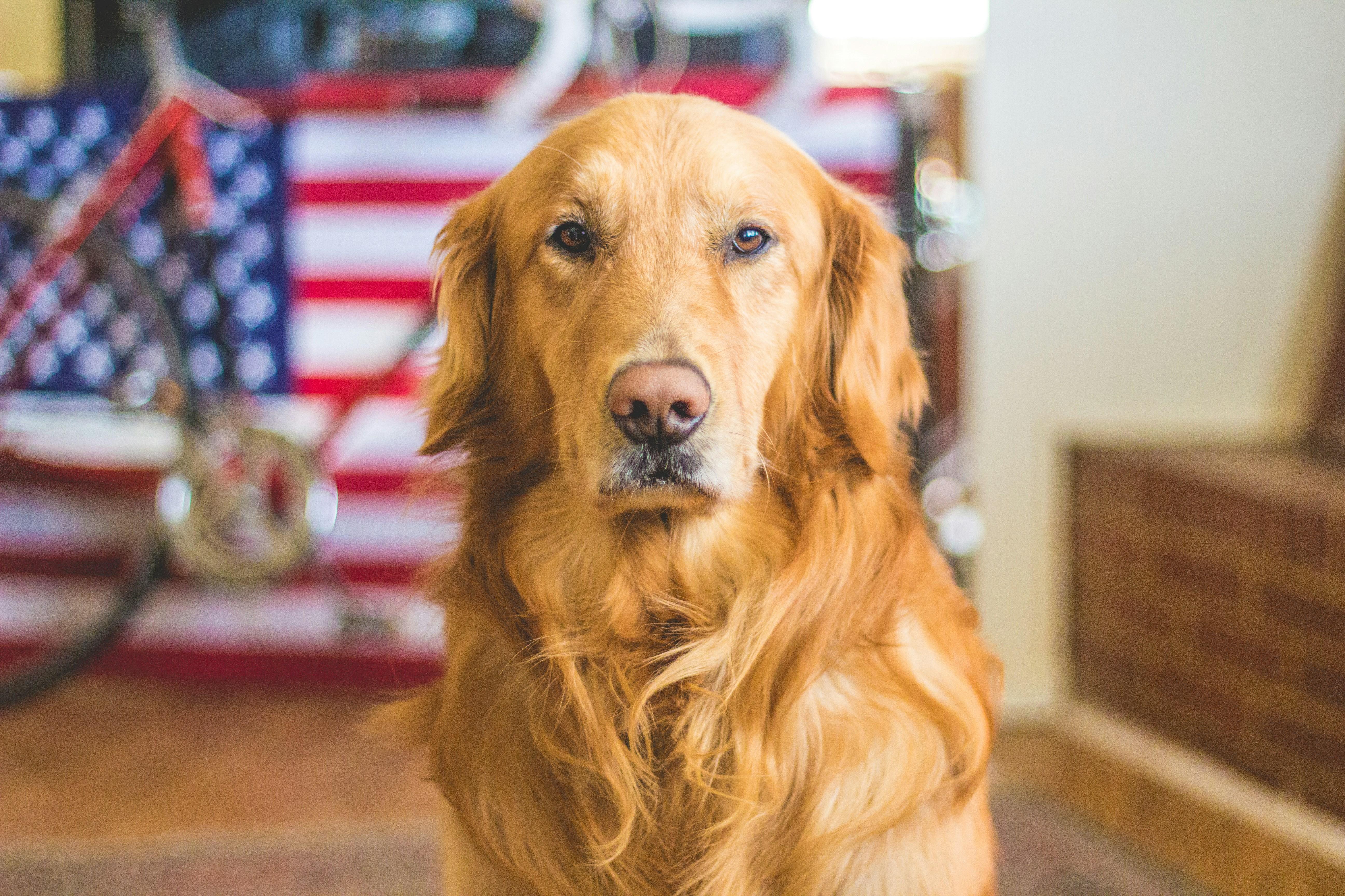 Training Techniques to Enhance Your Dogs Social Skills