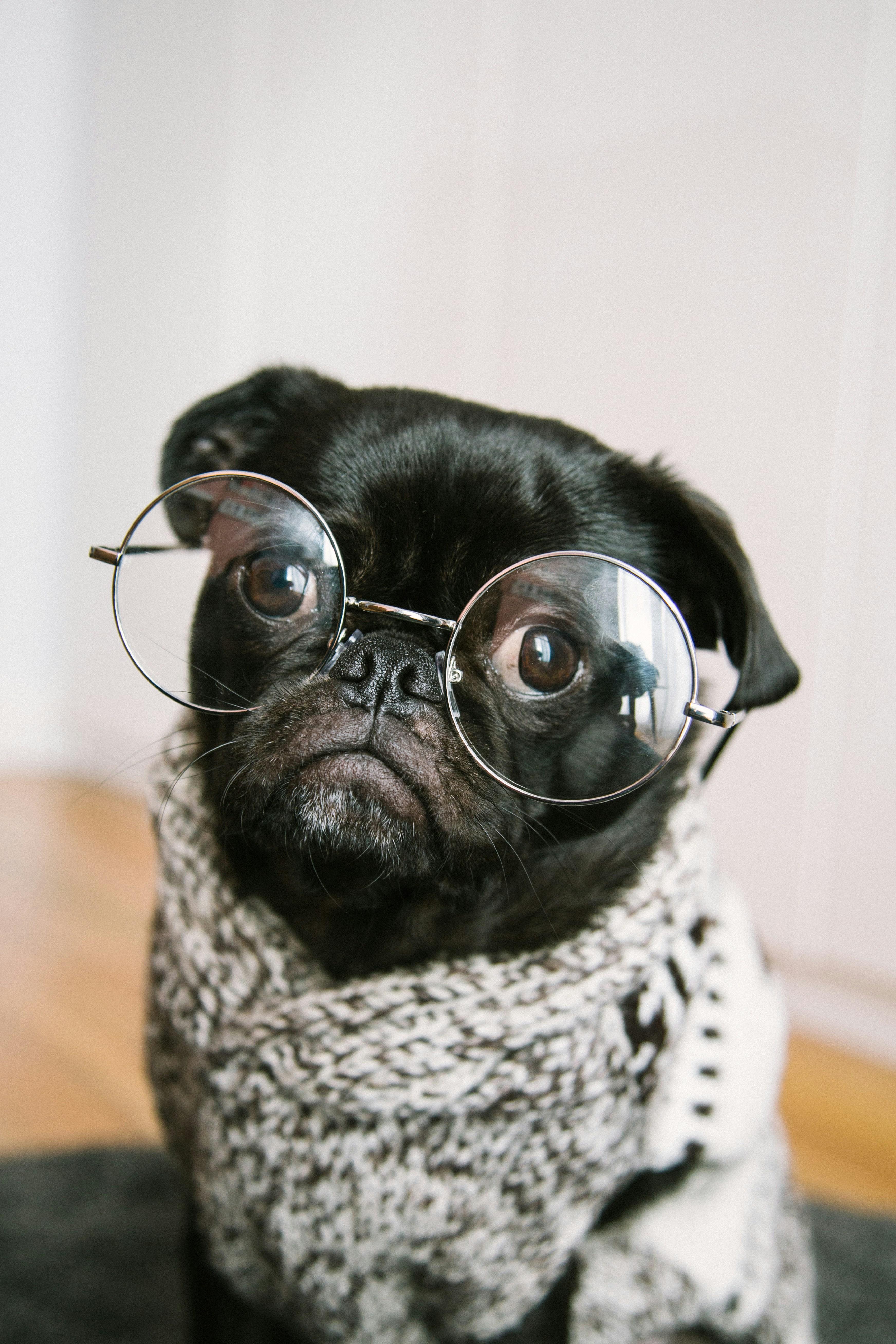 Effective Strategies: Training Techniques to Manage Barking