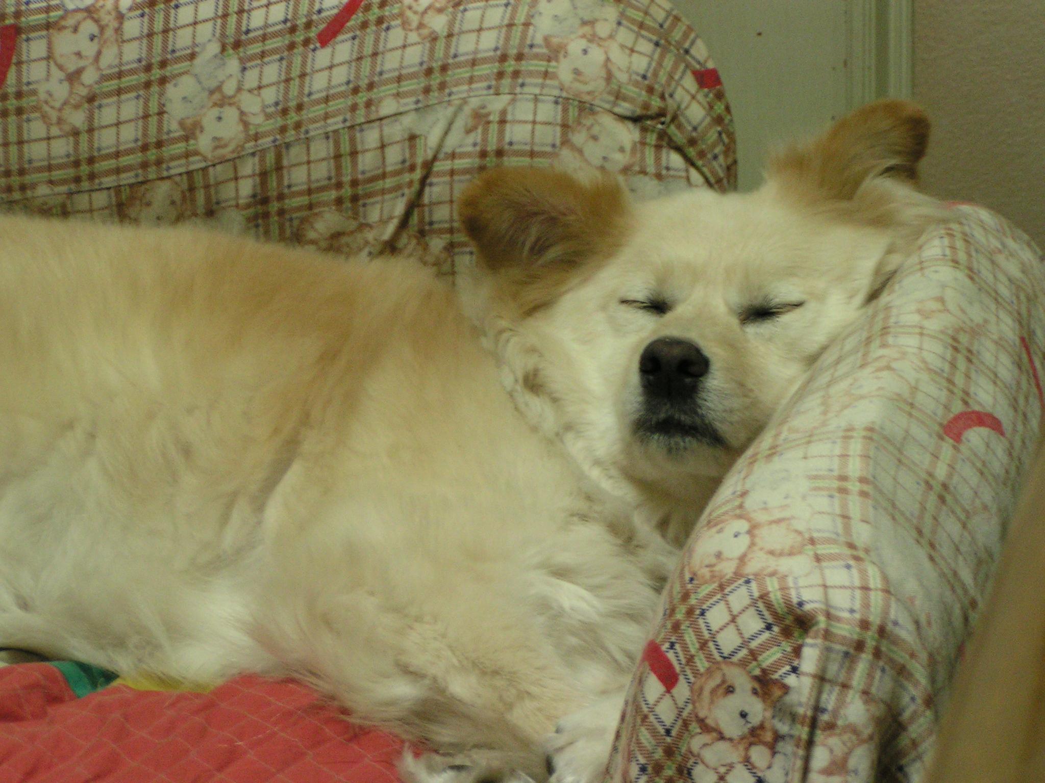 Understanding Sleep Patterns to Decode Your Pets Mind