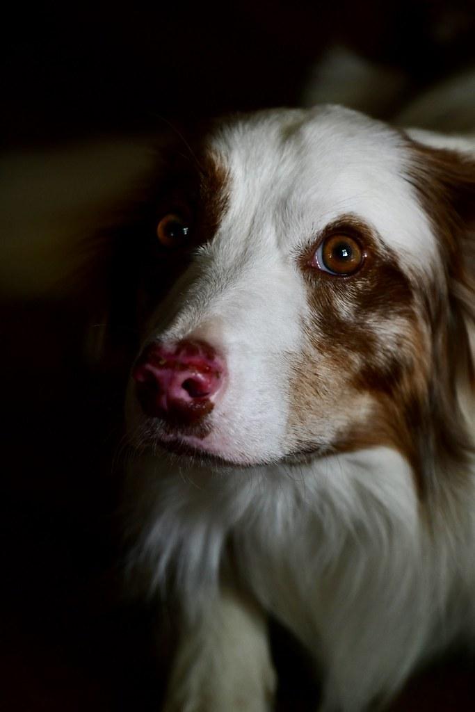 Understanding the Psychology Behind Sit-Stay Commands
