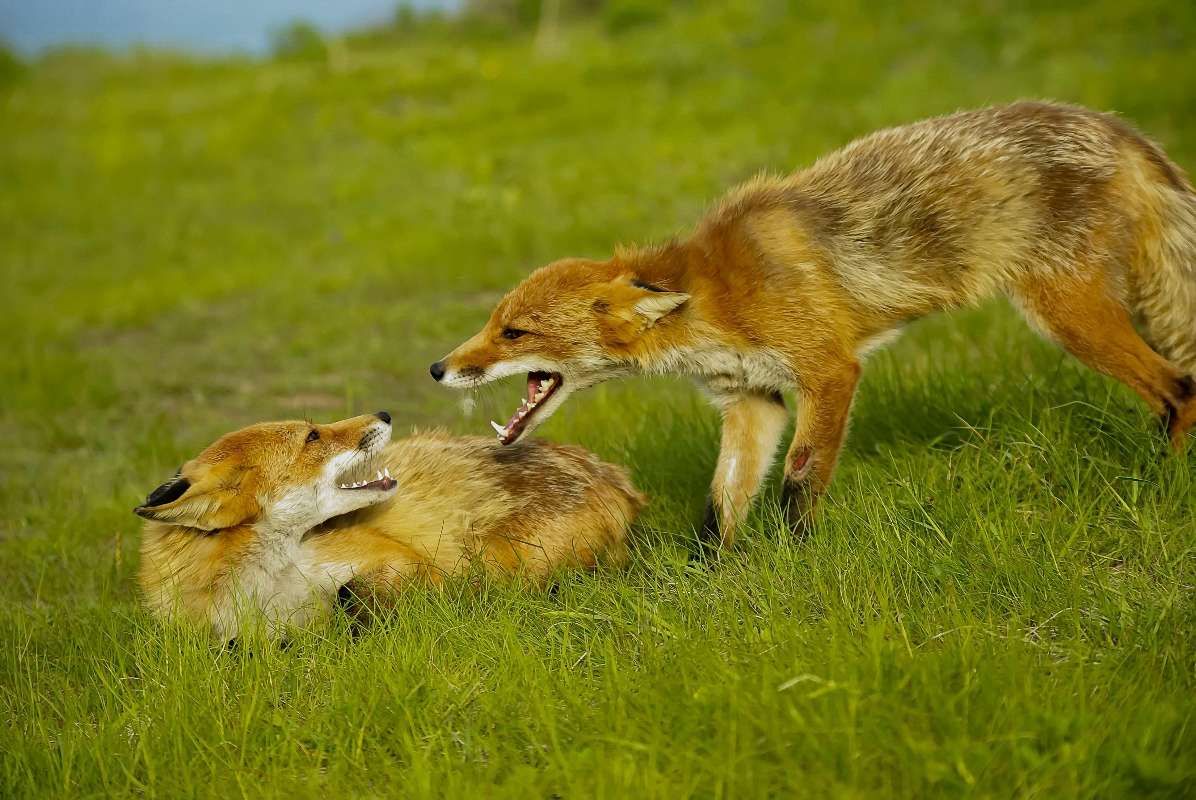 Understanding Canine Aggression: The ⁣First Step to‌ Peaceful Paws