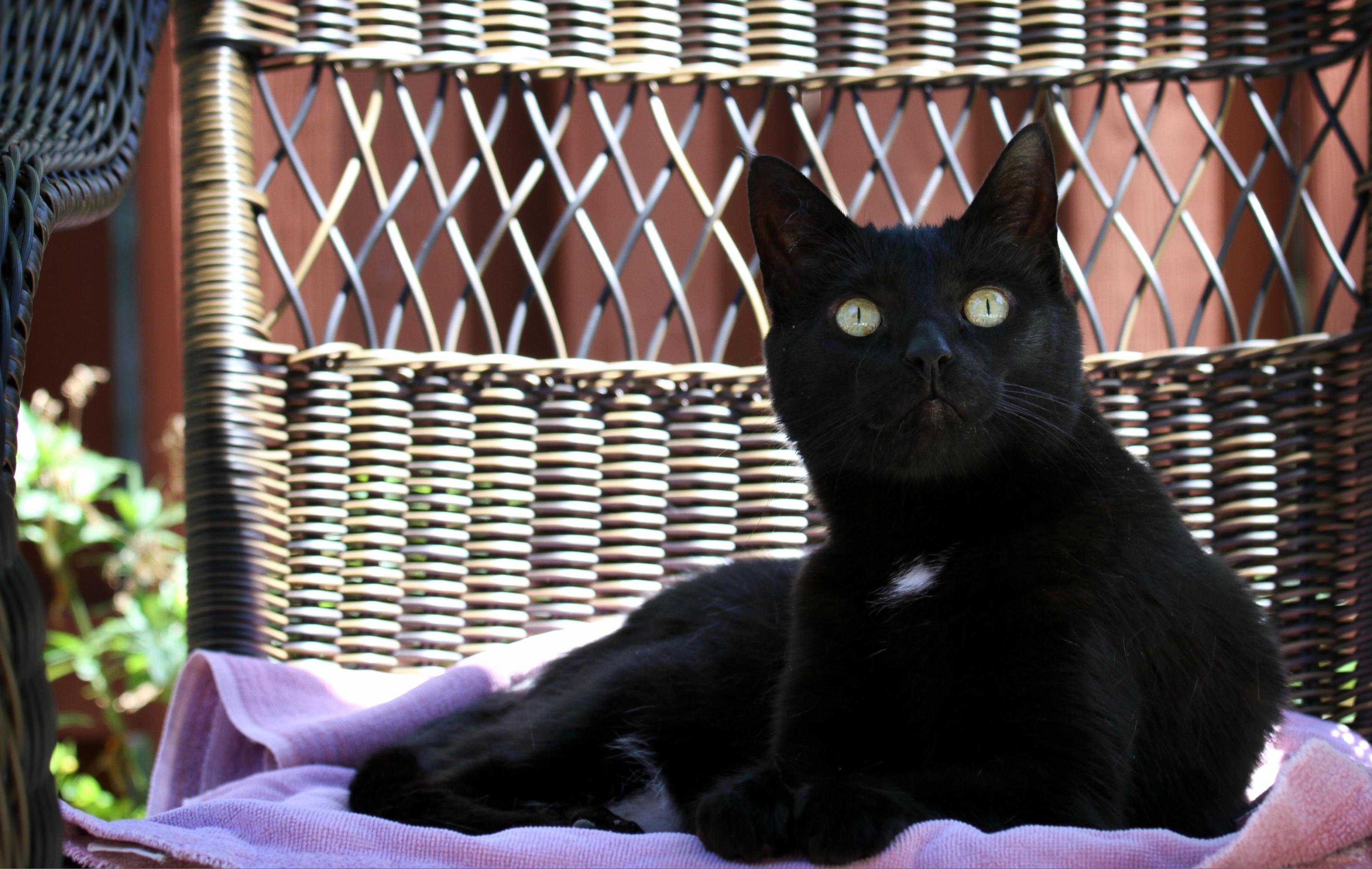 Understanding Vocalizations and Their Meanings