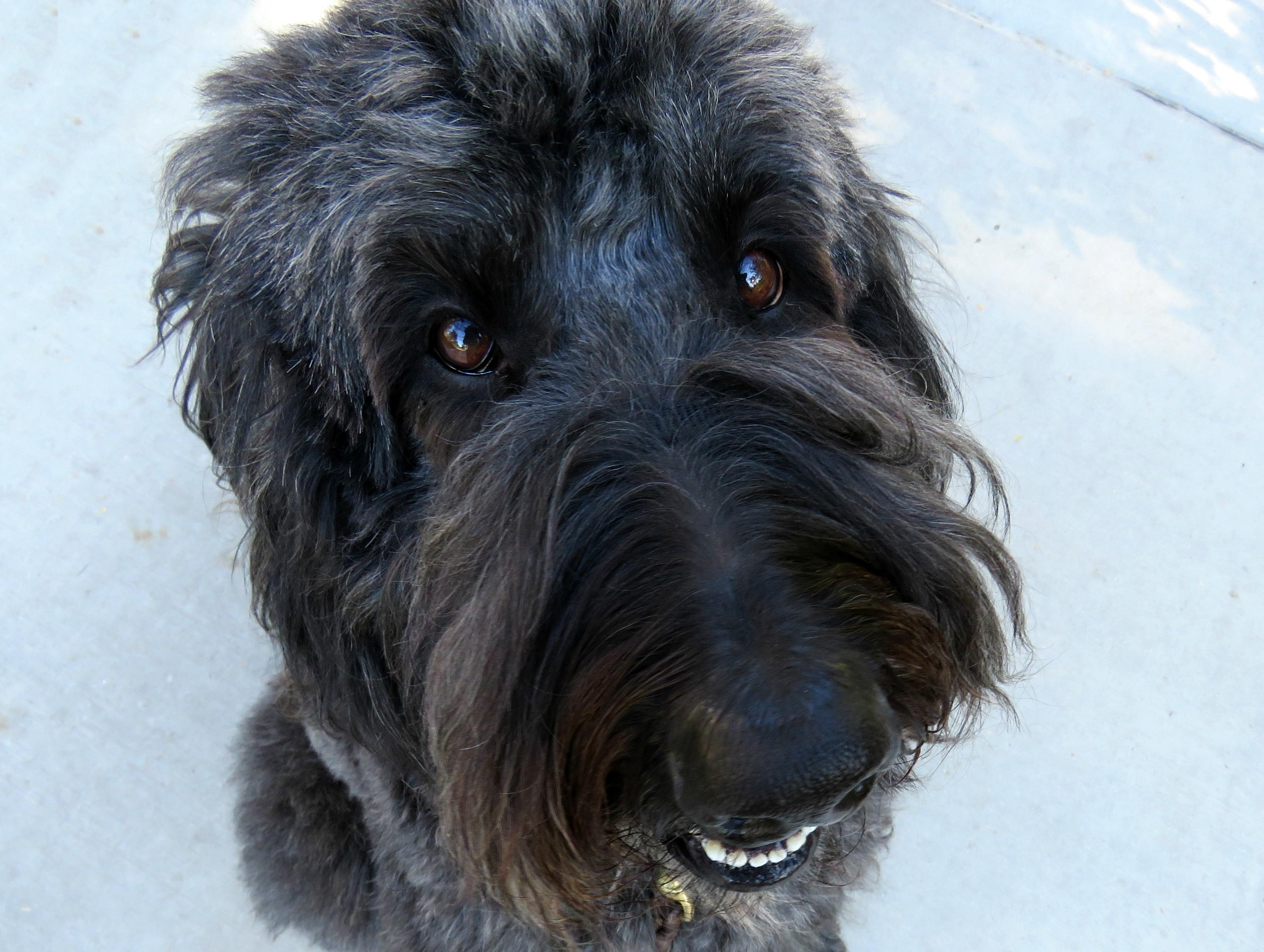 Understanding the Reasons Behind Your Dogs Jumping Behavior