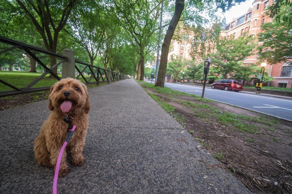 Introducing New Pets: A Step-by-Step Guide