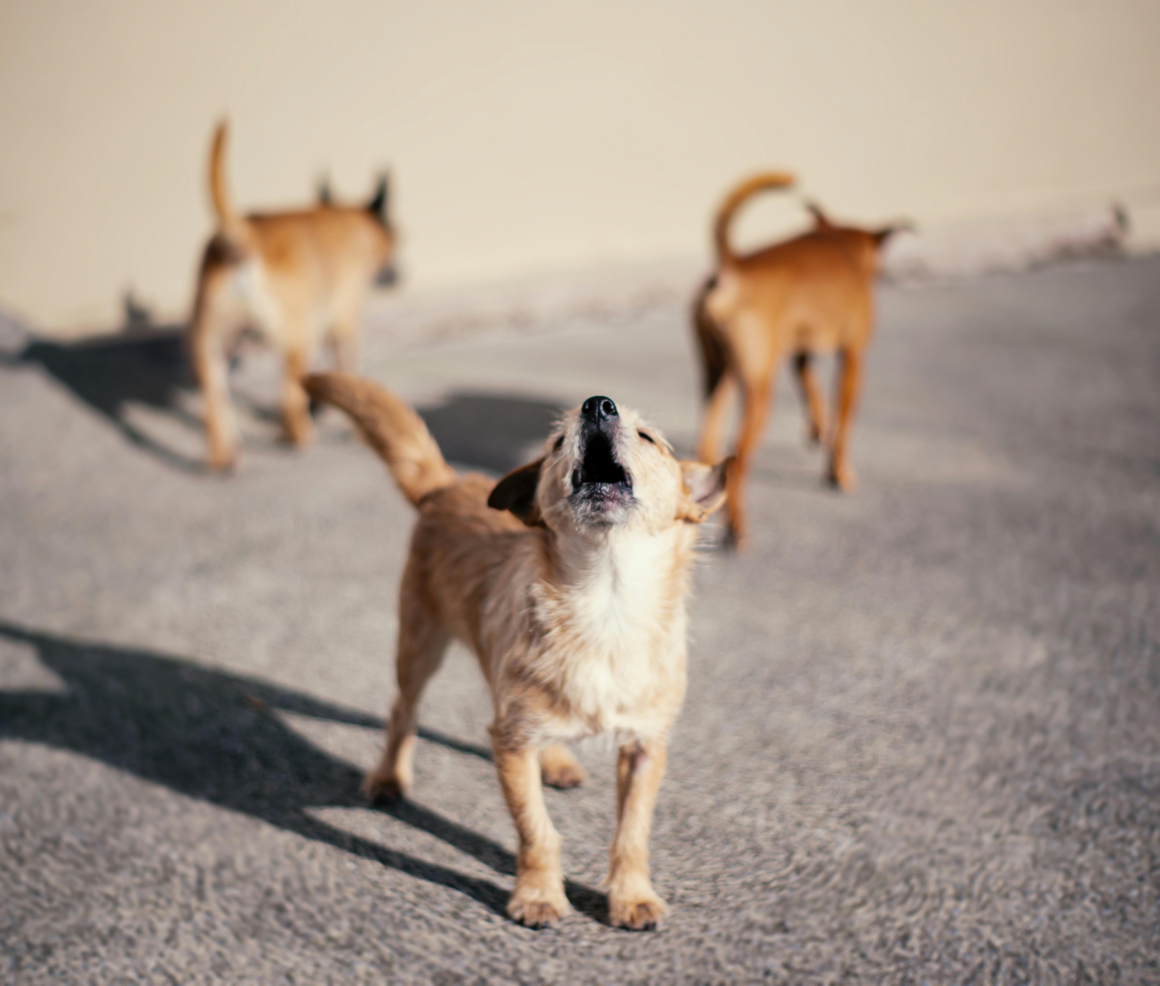 Effective Techniques for Training Dogs Amidst Distractions