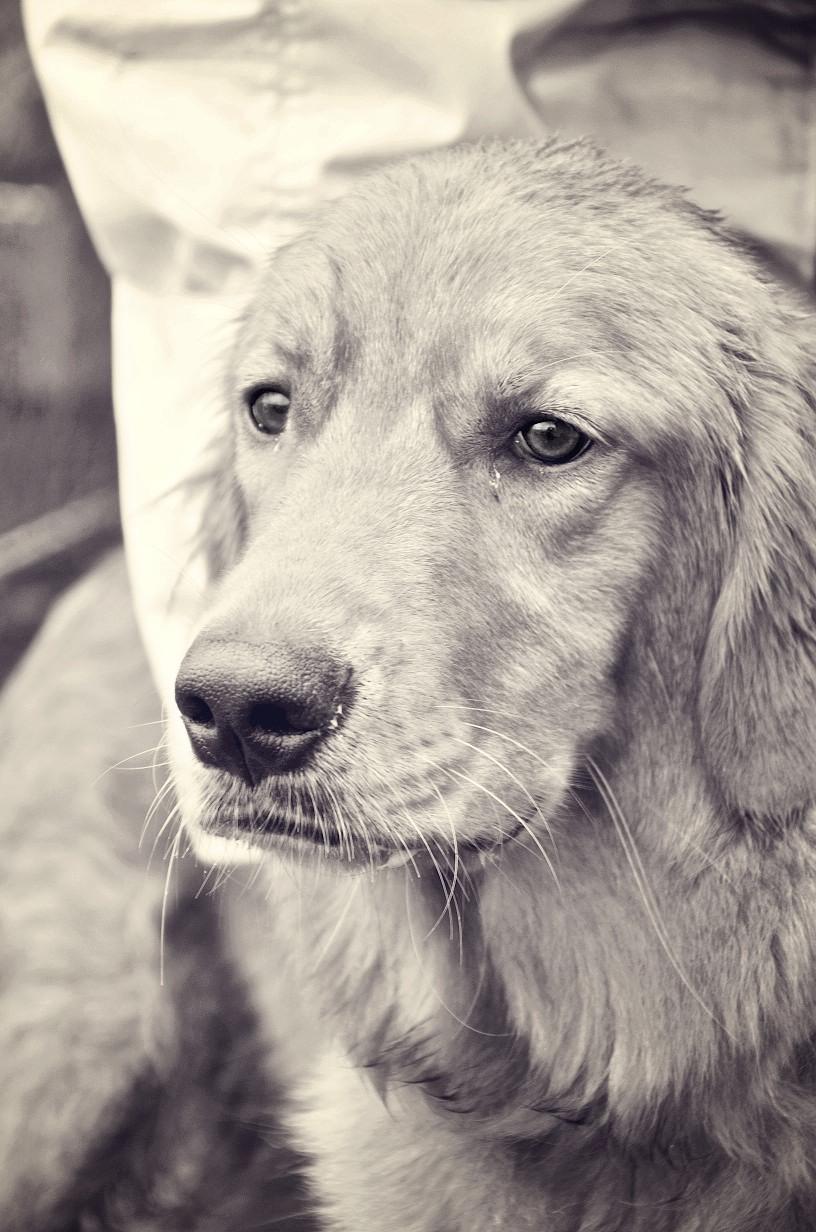 Recognizing Signs of Emotional Expression in Pets