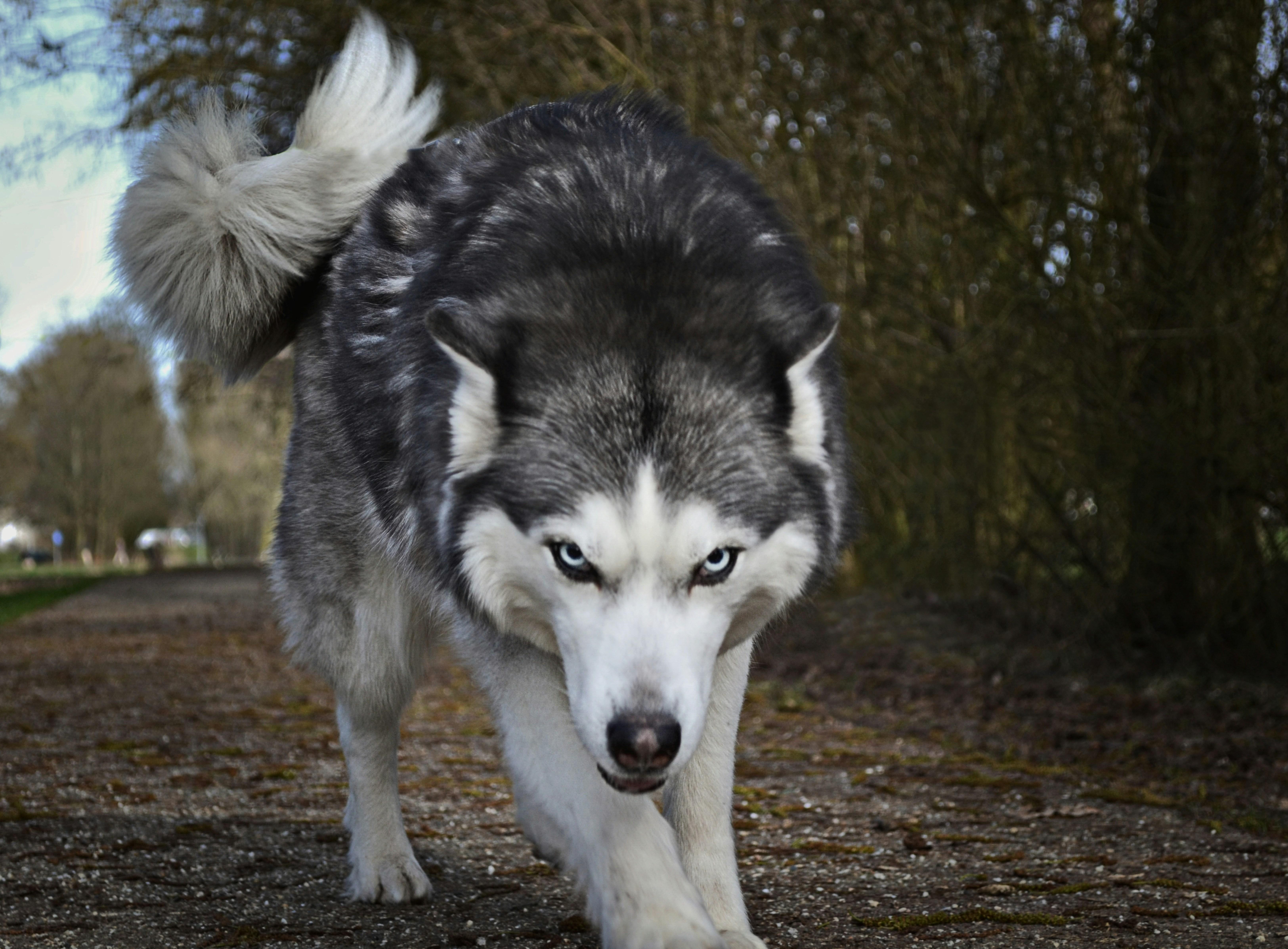 Understanding the Reasons Behind a Dogs Growl