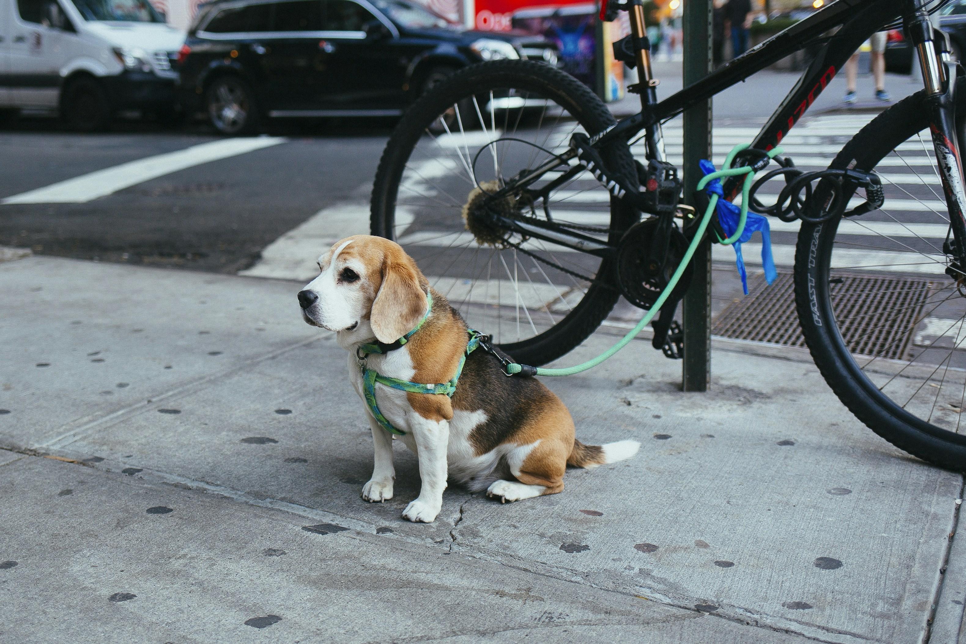 The Role of Consistency and Patience in Correcting Leash Aggression