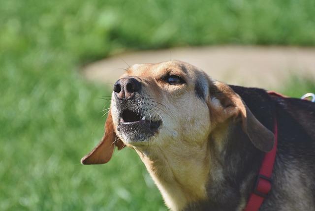 Understanding the Reasons Behind Your Dogs Barking