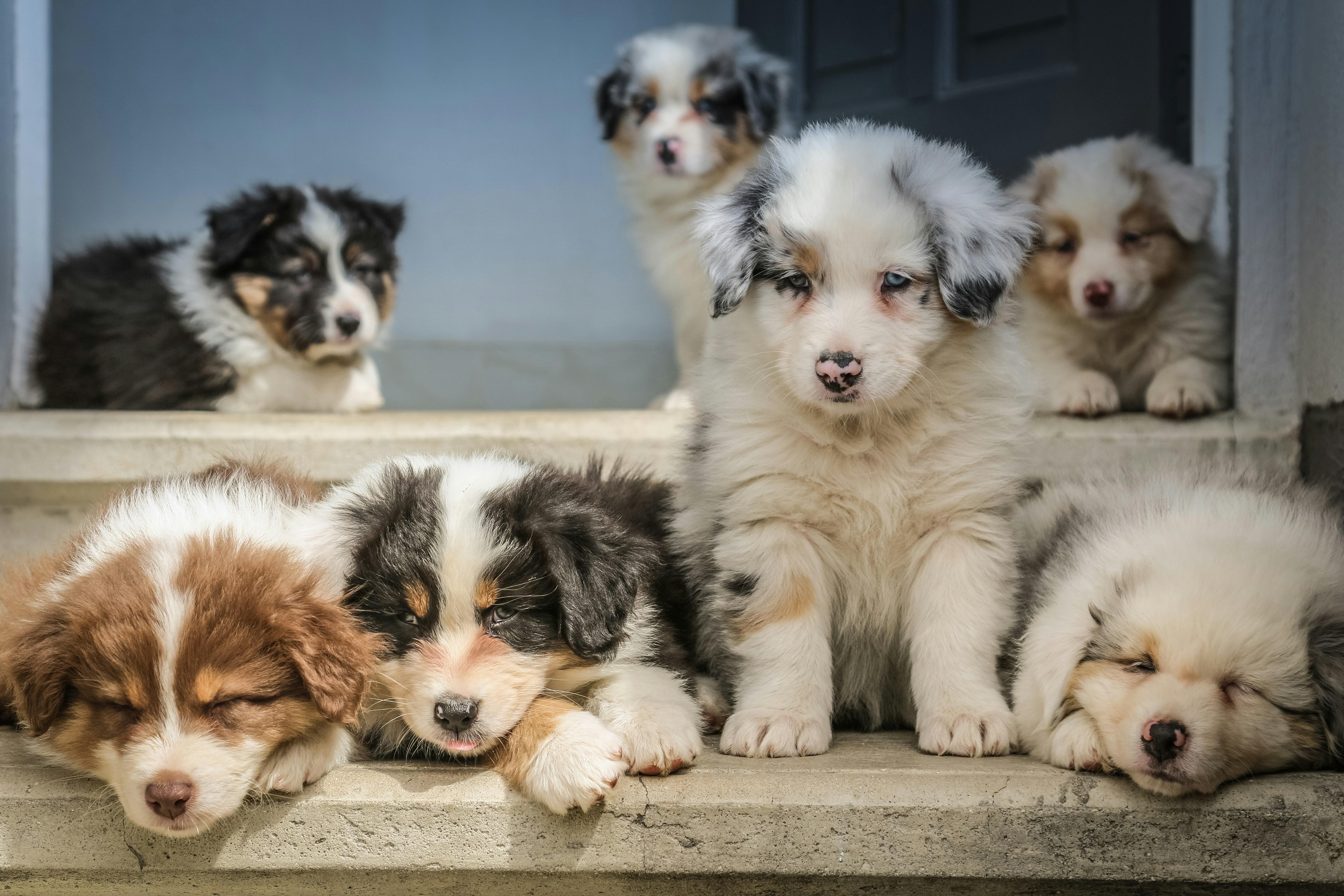 Troubleshooting Tips: Overcoming⁢ Common ‌Puppy Training Challenges