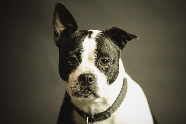 Guidelines for Humane ⁢Use ‍of Shock Collars