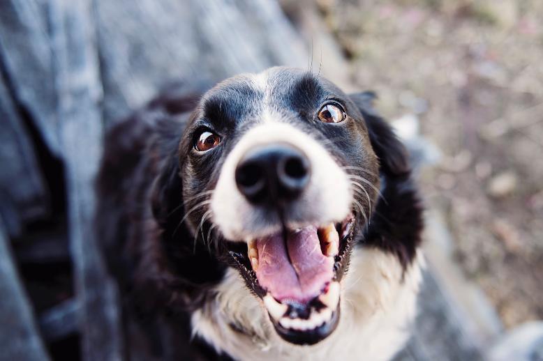 Recognizing Stress Signals: How Changes in Routine Affect Pets