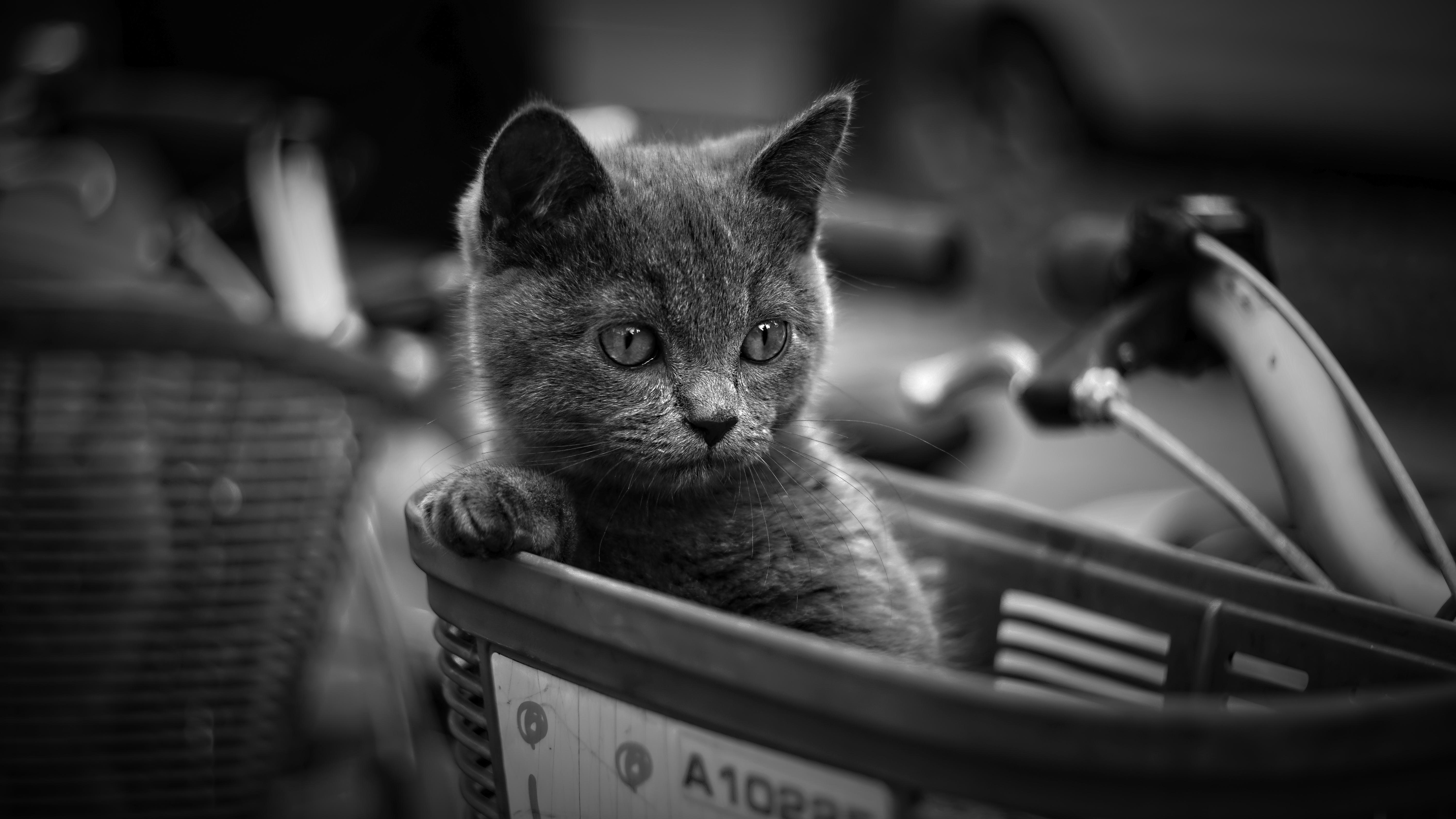 Helping Your Pet Adjust to New Surroundings