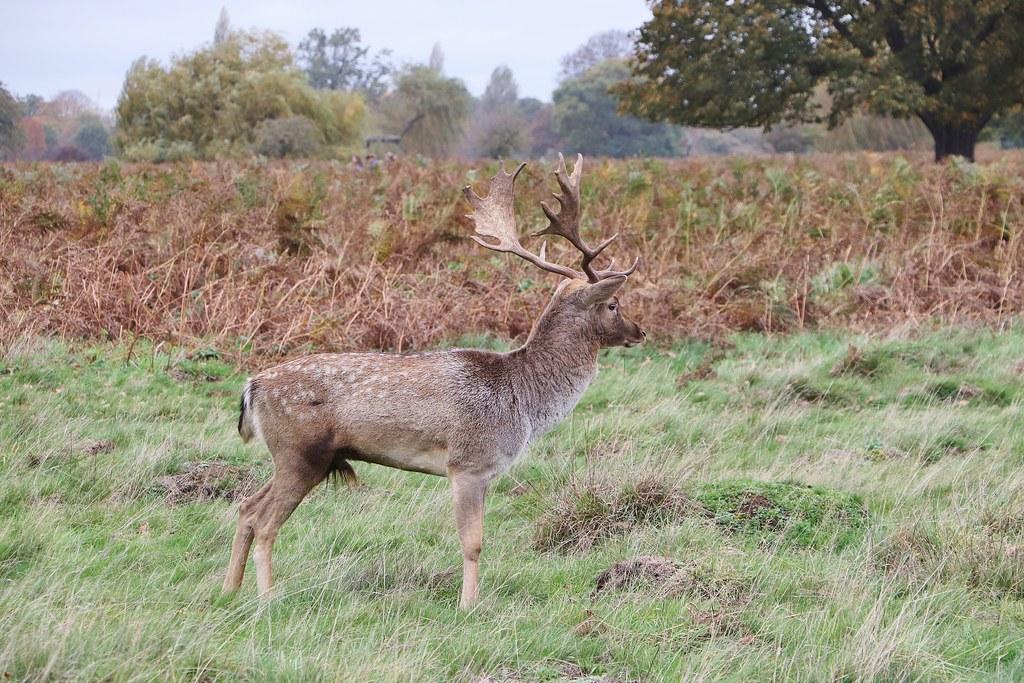 Utilizing Technology to Monitor and Manage Barking