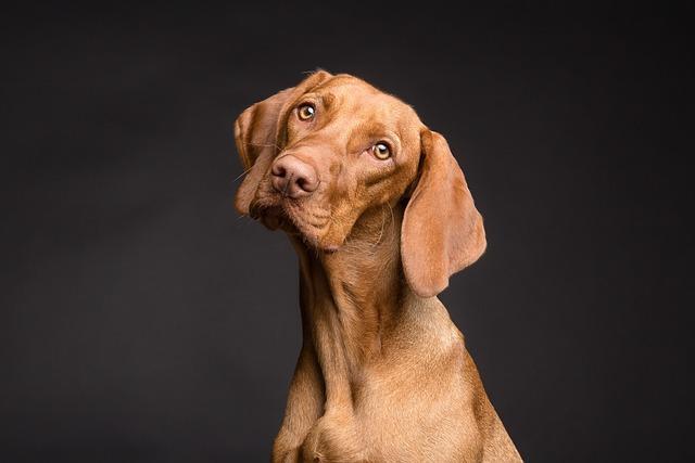 Understanding Your Dogs Unique Personality