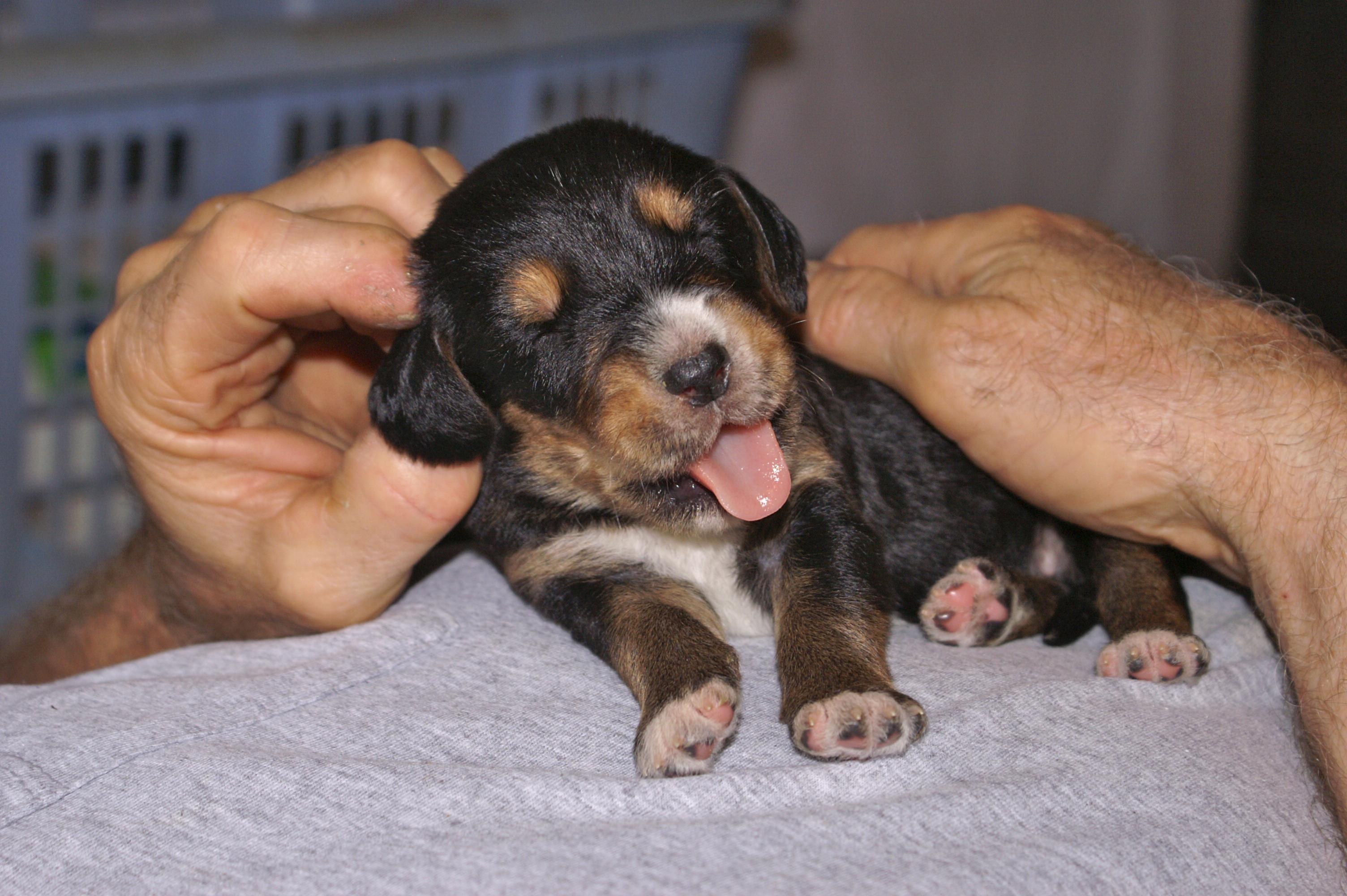 Creating a Welcoming Environment for Your Puppy