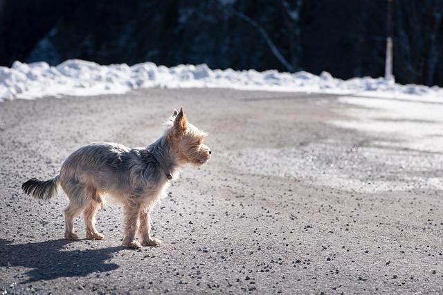 Understanding Canine Anxiety and Its Impact on Behavior