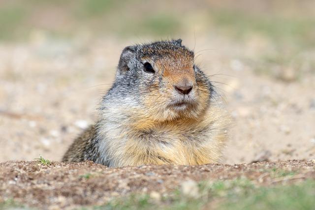 Understanding Resource Guarding Behavior in Pets