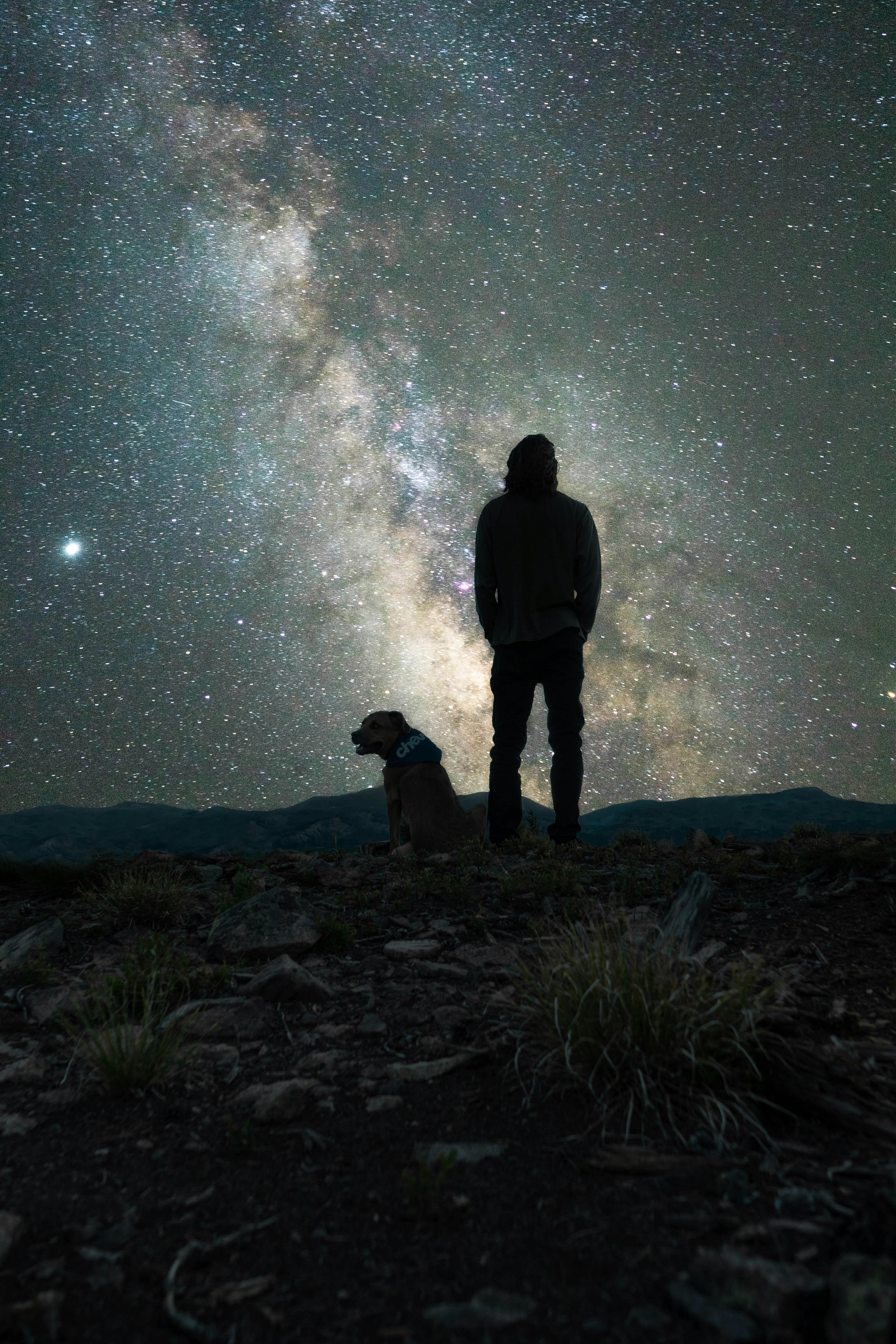 Identifying Triggers and Warning Signs in Your Dog