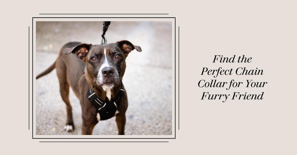 Evaluating the Risks and Benefits of Off-Leash Training