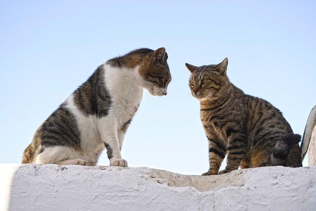 Understanding Canine Body Language for a Harmonious Bond