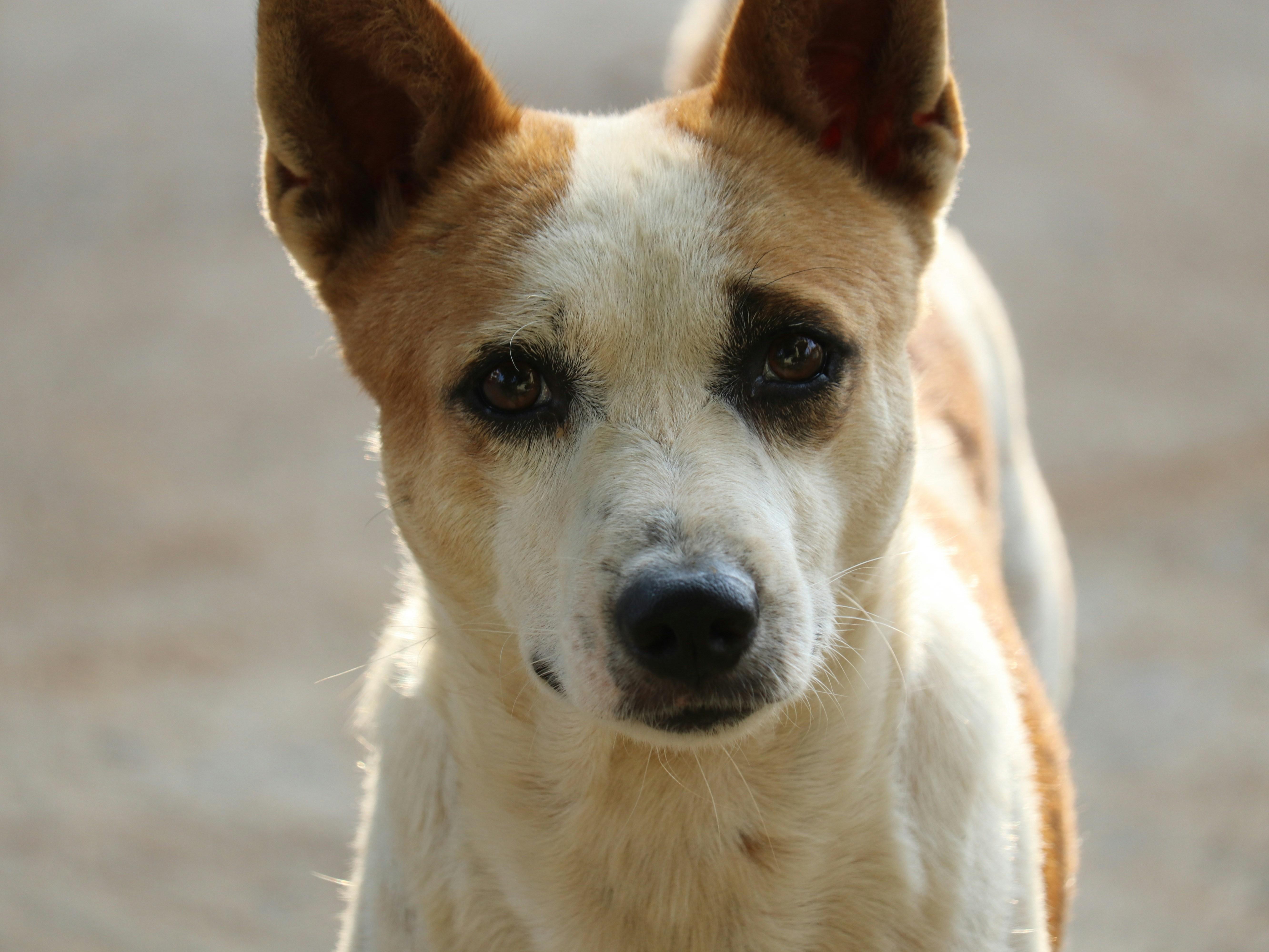 Understanding the Impact of Your Emotions on Your Pet