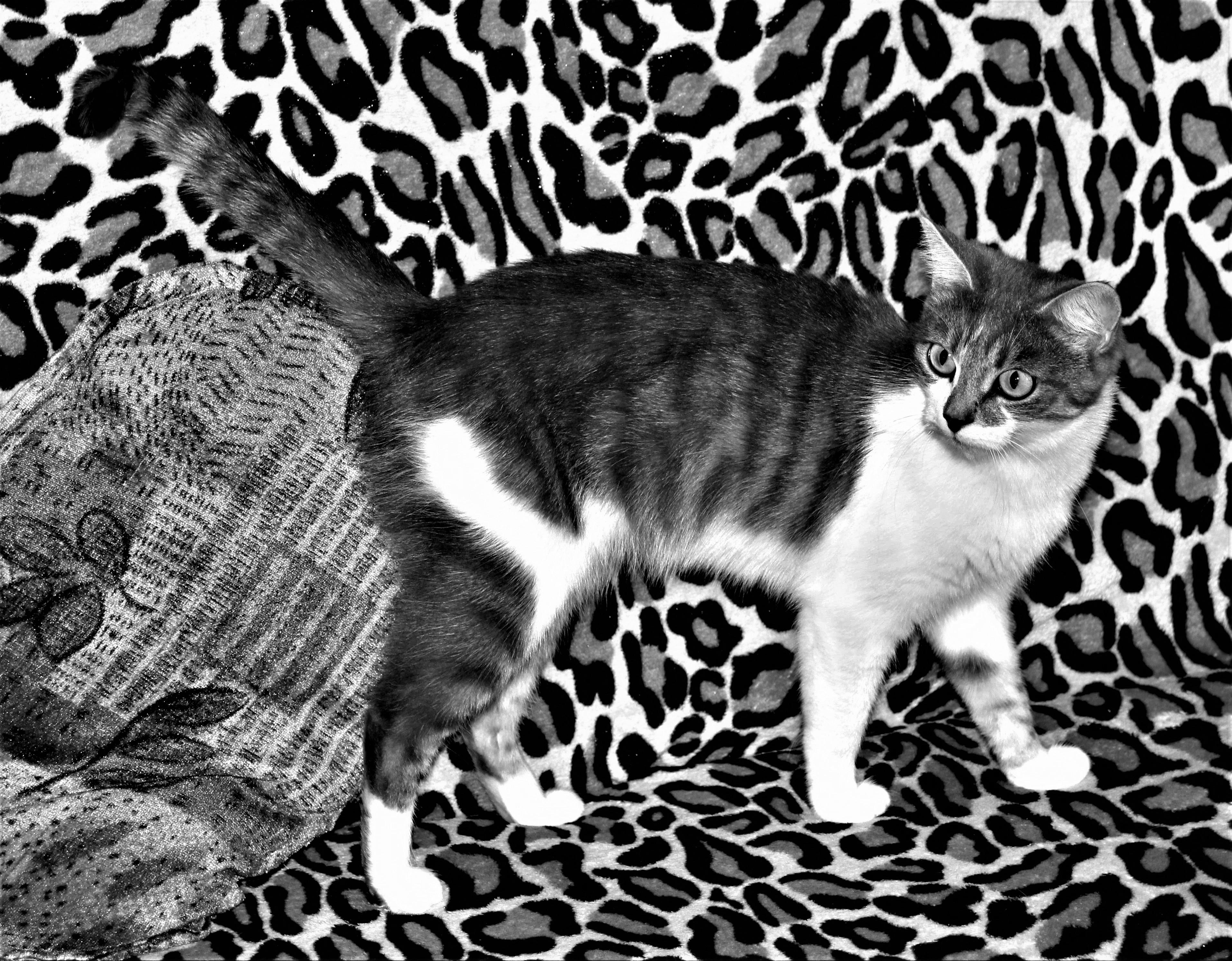 Tailoring Introduction Strategies to Your Dogs Personality