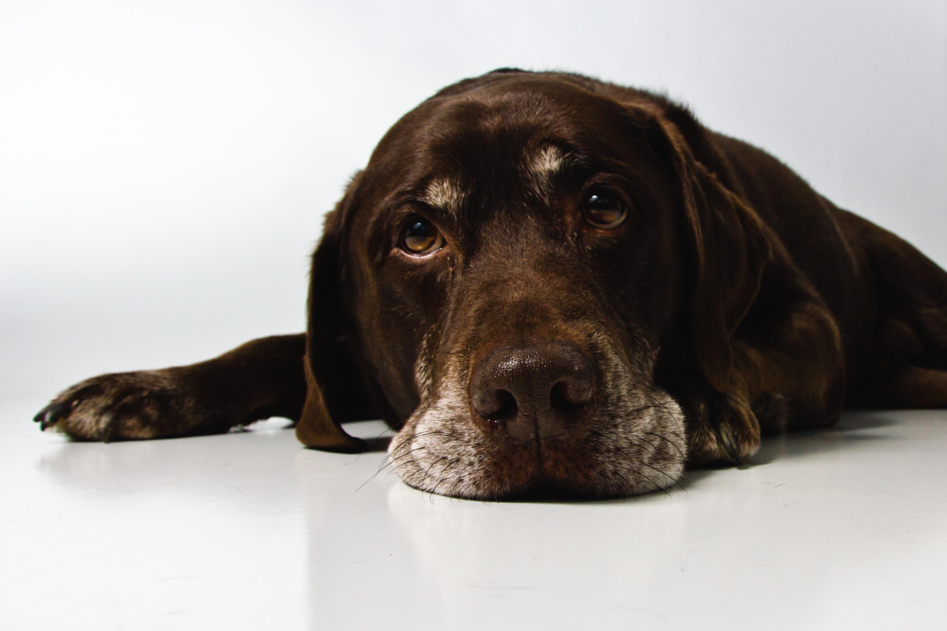 Understanding the Causes of Separation Anxiety in Dogs
