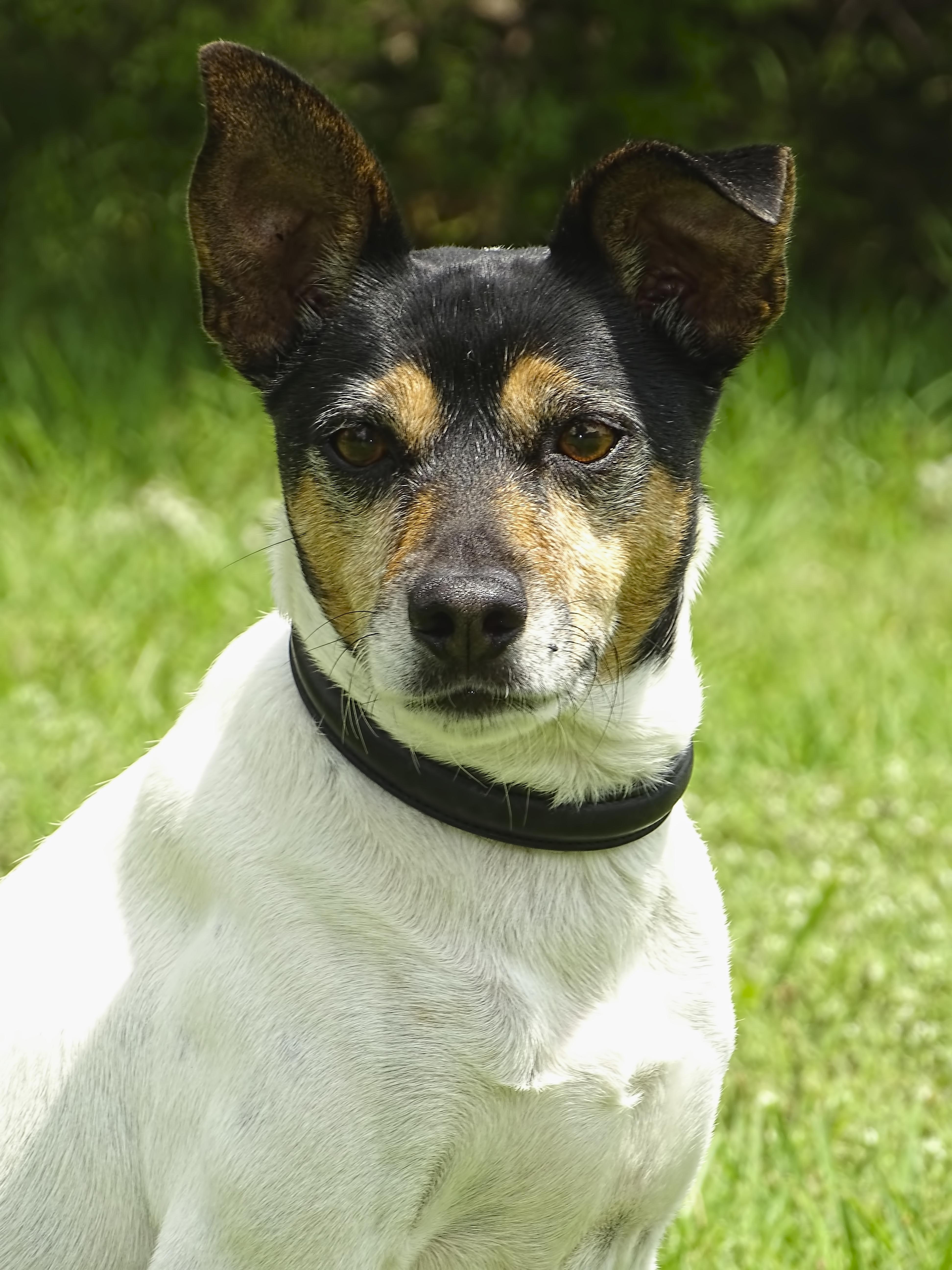 Effective Training Techniques for Managing Aggression in Dogs