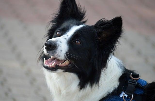 The Role of Genetics and Environment in Shaping Herding Behavior