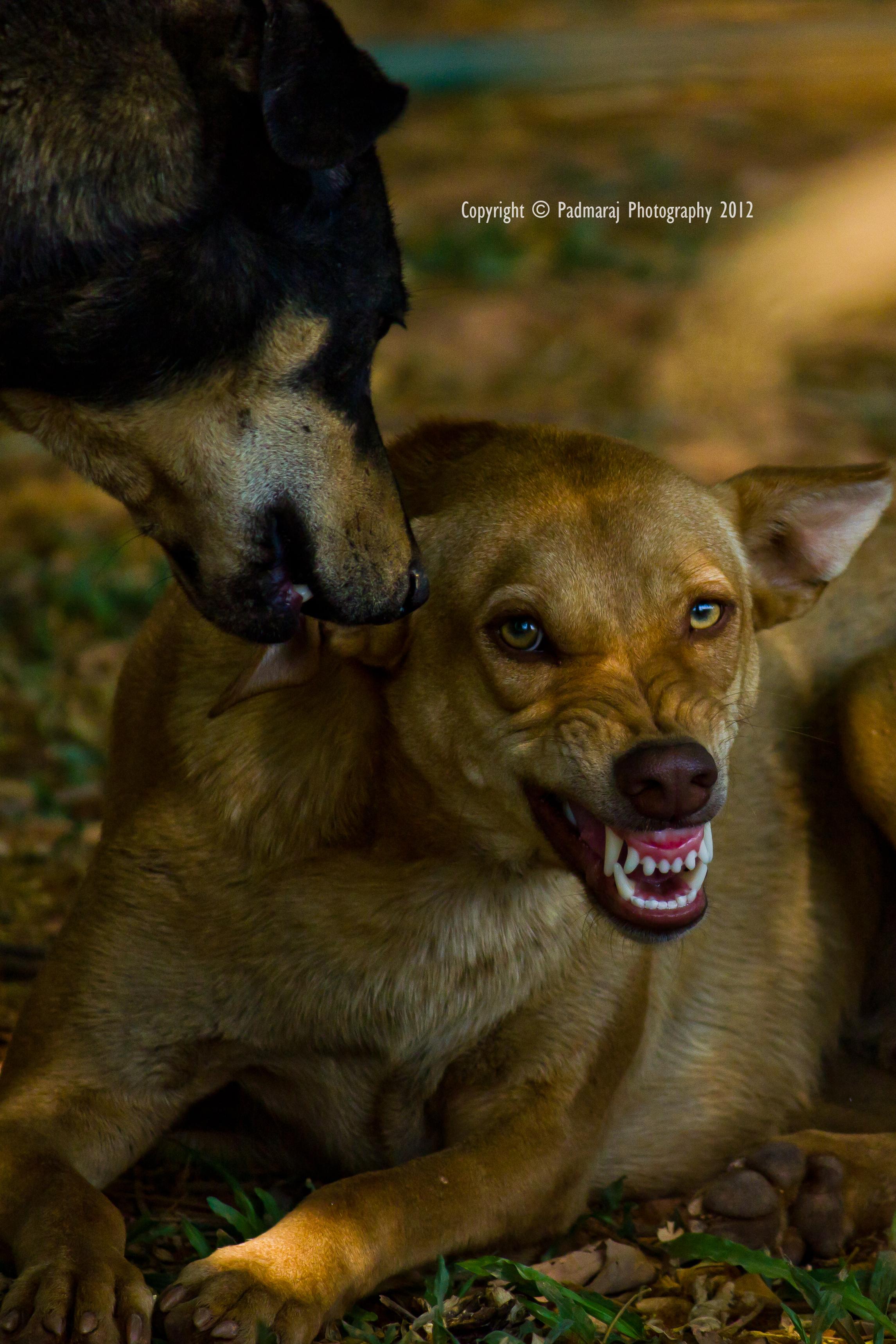 Identifying Triggers of Territorial Aggression in Dogs