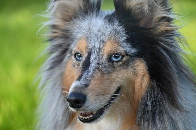 Understanding Canine Behavior and Boundaries