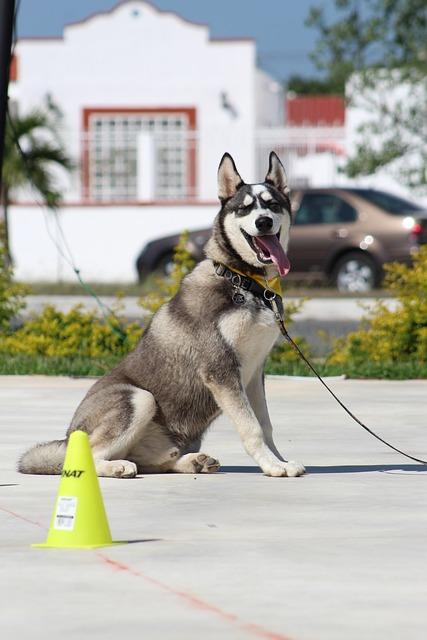 Techniques for Reinforcing Sit-Stay Commands