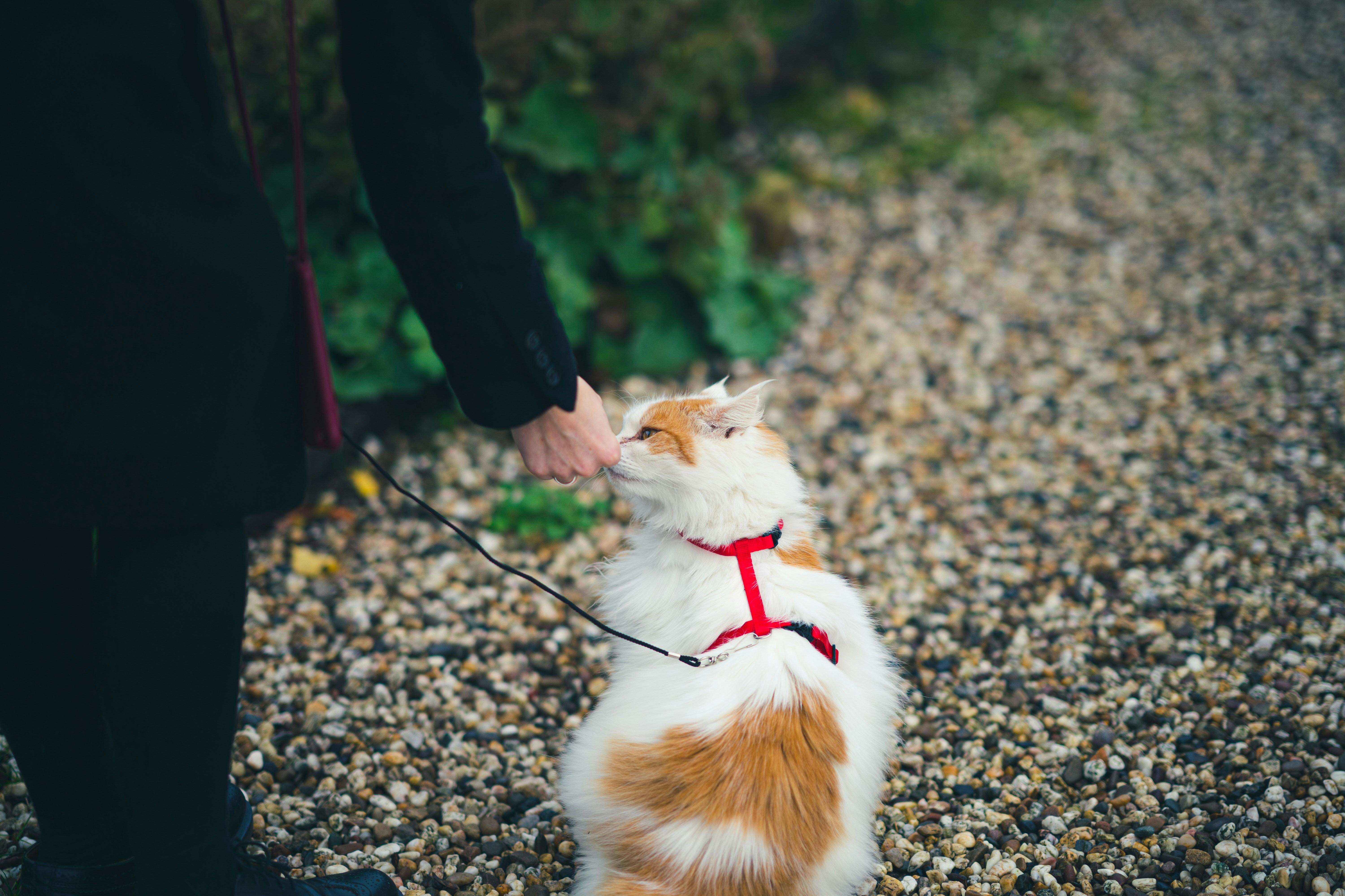 Understanding the ‍Role of Treats in Dog ​Training