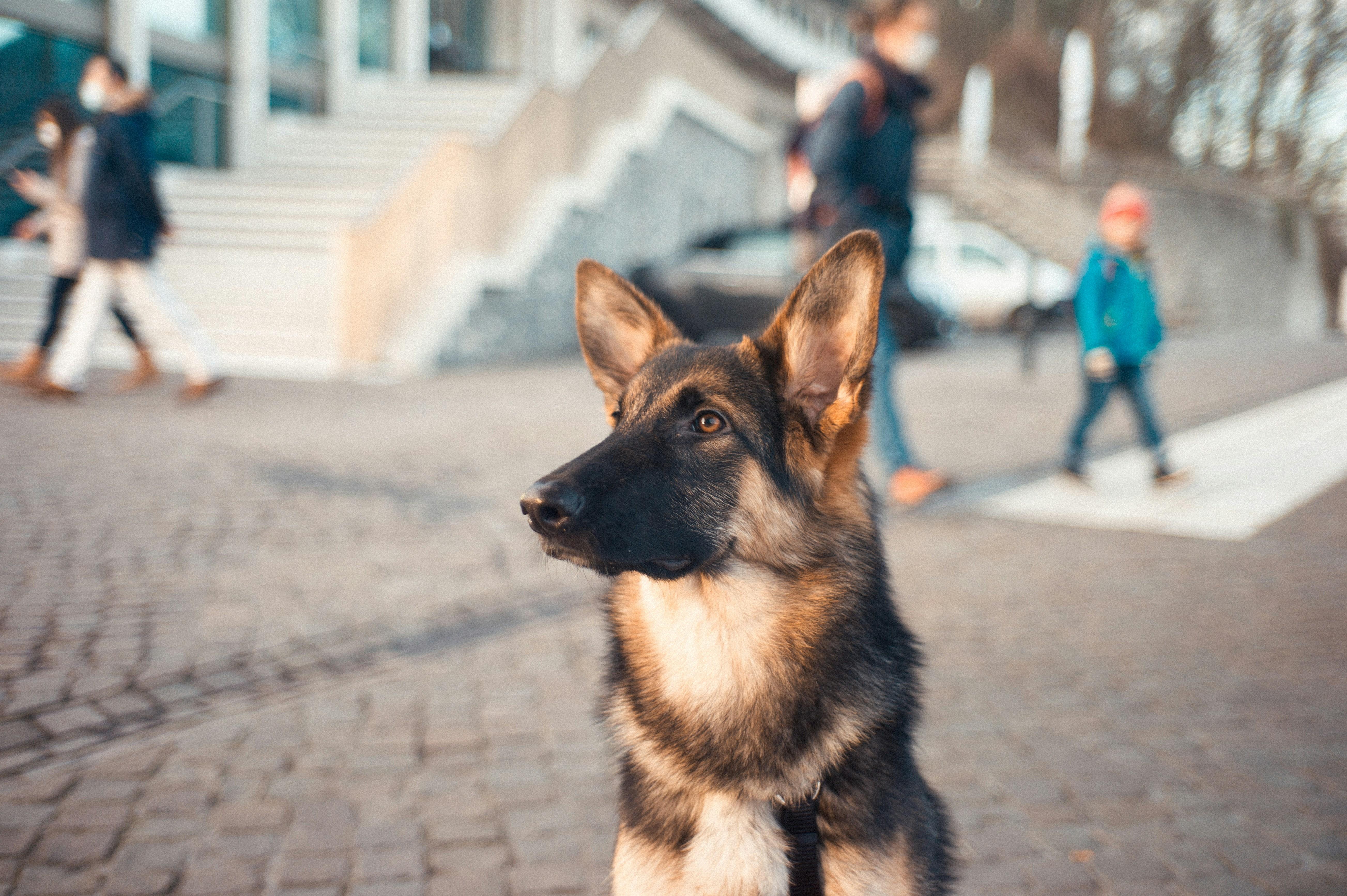 Treats and Praise: The Perfect Combination for Canine Motivation