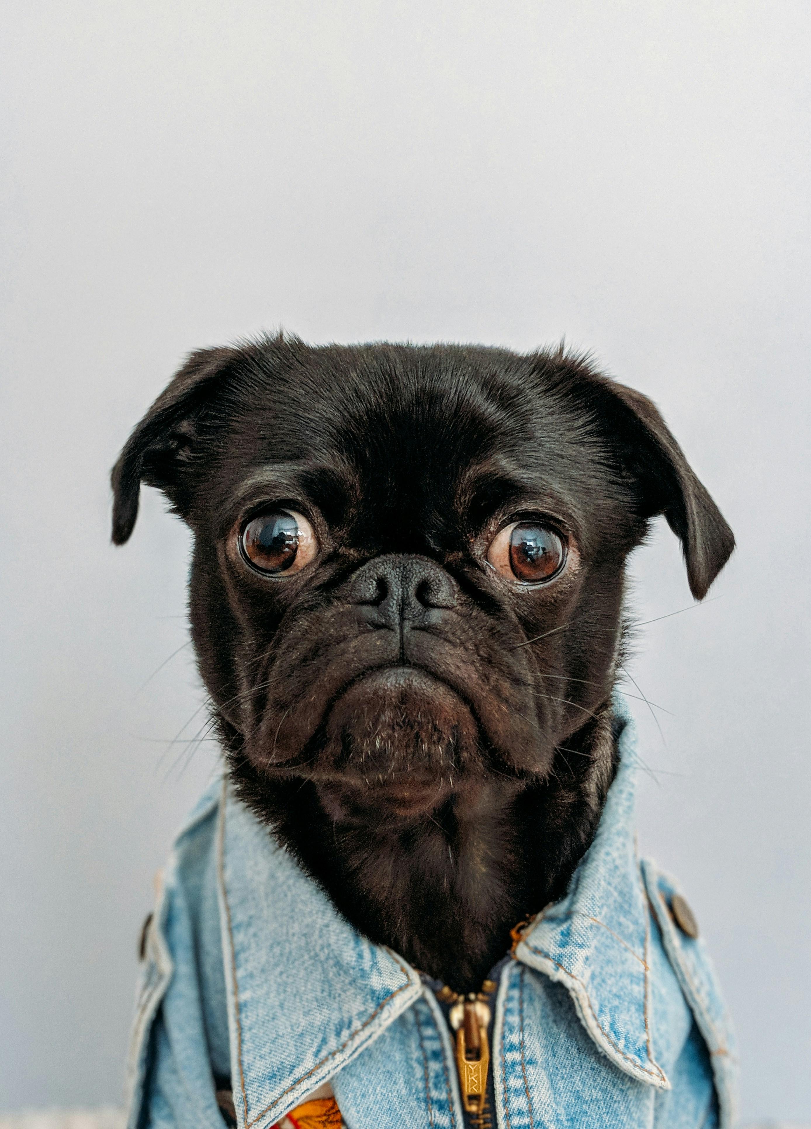 Implementing Positive Reinforcement Techniques for Behavior Correction