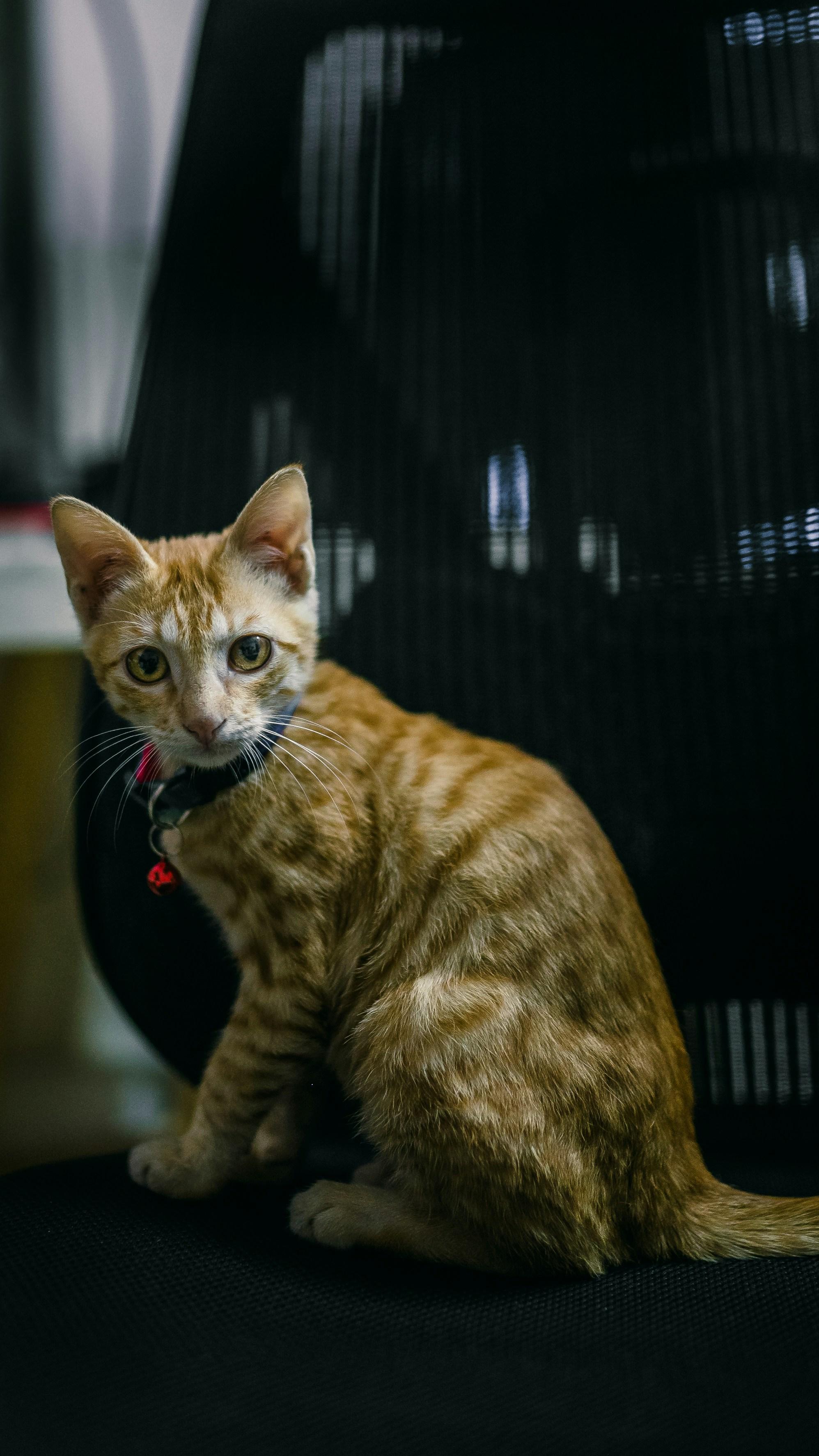 Recognizing the Signs: How Pets Show Their Love