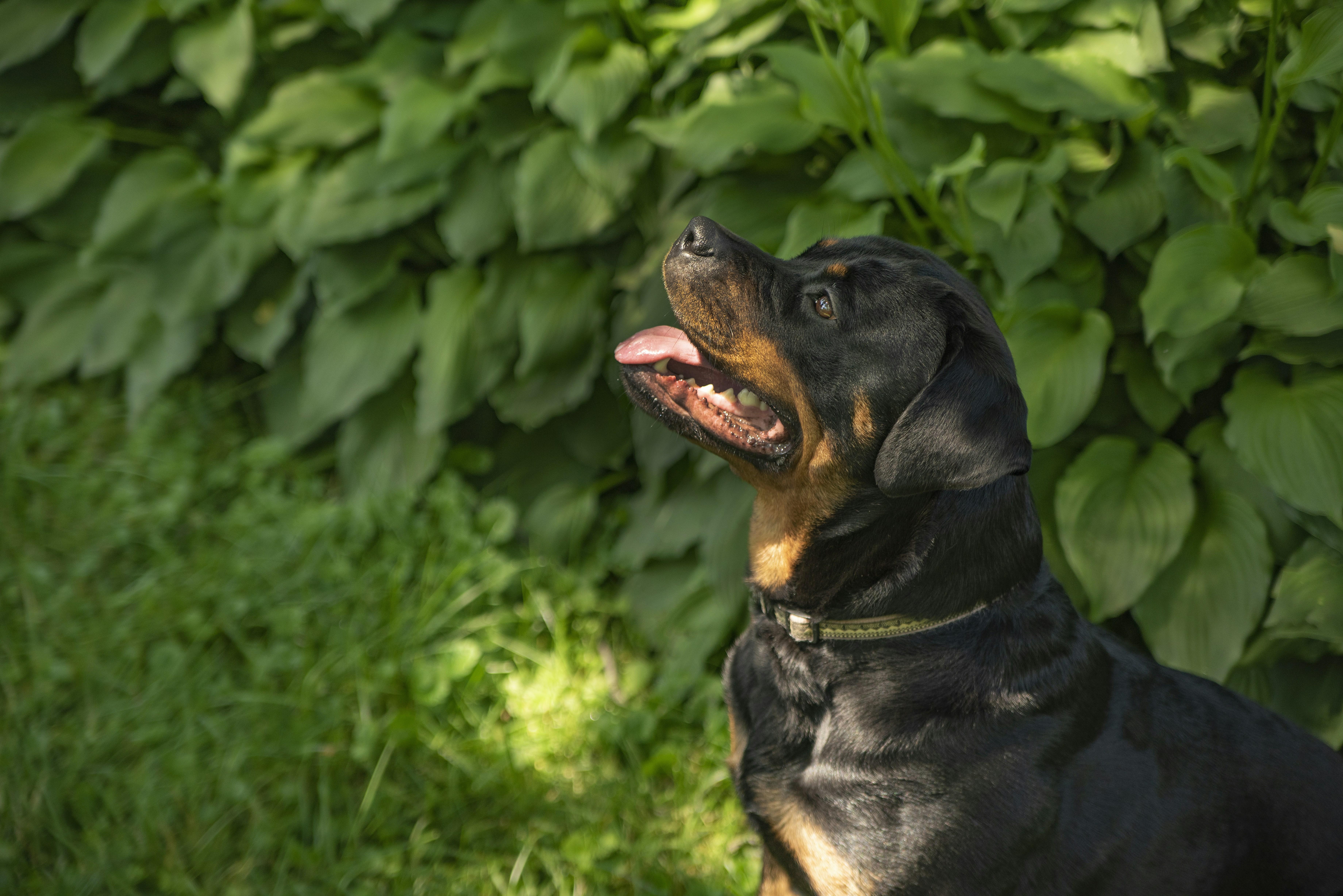 Implementing Effective​ Obedience Training Techniques